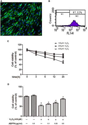 Achyranthes bidentata Polypeptide Protects Schwann Cells From Apoptosis in Hydrogen Peroxide-Induced Oxidative Stress